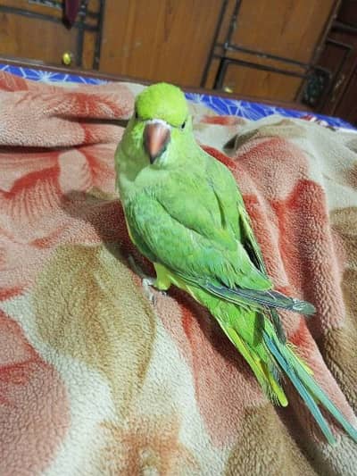green parrot