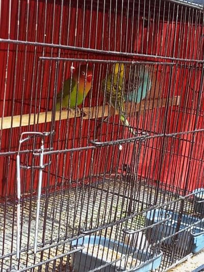 Fisher breeder female ready for breed