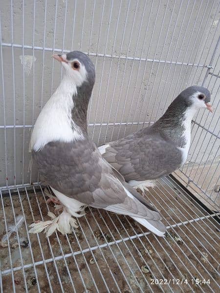 Silver Sherazi - Breeding Pairs 0