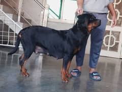 Rottweiler pedigree female 0