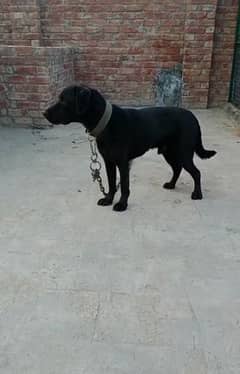 Dogs for sale in Multan | OLX.com.pk