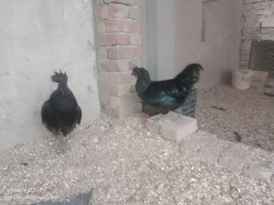 ayam cemani young breeders