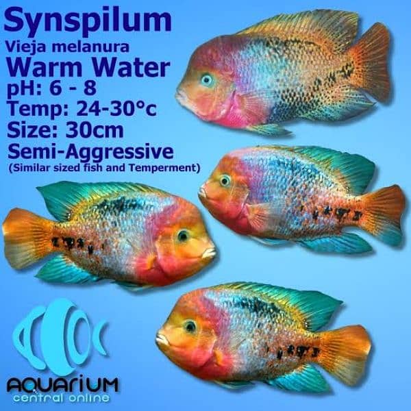 synspilum cichlid for sale