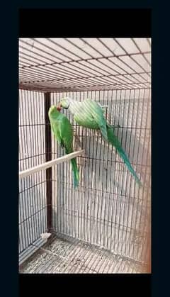 Green Bird pair