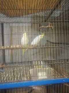 breeder male and female red eye common white cocktail