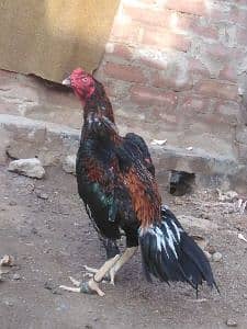 imported bird
