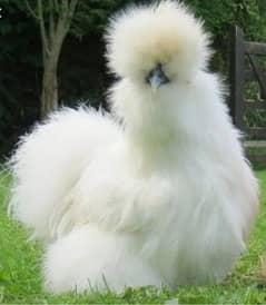 FANCY EGGS BRAHMA SILKIE BENTEM  ASEEL