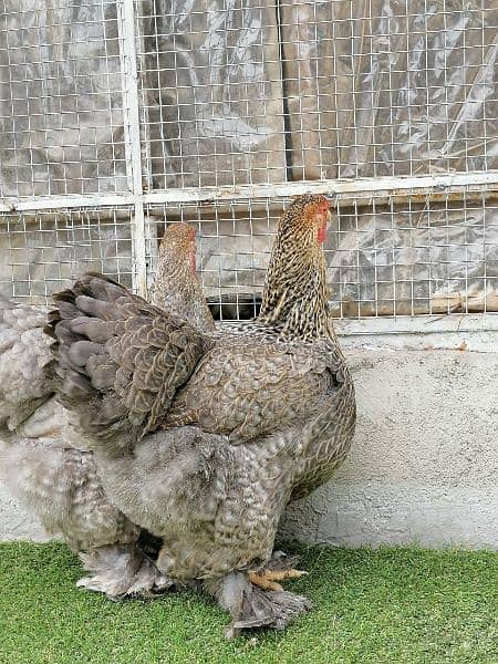 FANCY EGGS and chicks BRAHMA SILKIE BENTEM 5