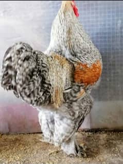 FANCY EGGS BRAHMA SILKIE BENTEM  ASEEL