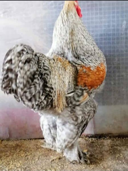 FANCY EGGS and chicks BRAHMA SILKIE BENTEM 1