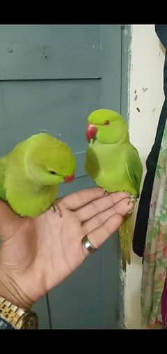 green parrot for sale olx