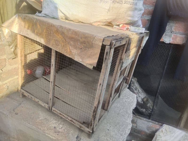 chicks cage 2