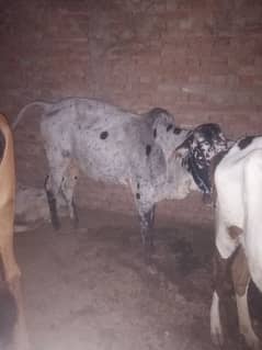 Qurbani Bulls - Livestock for sale in Pakistan 