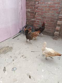Golden Misri Hens| All hens are egg laying| 1500 per piece 0