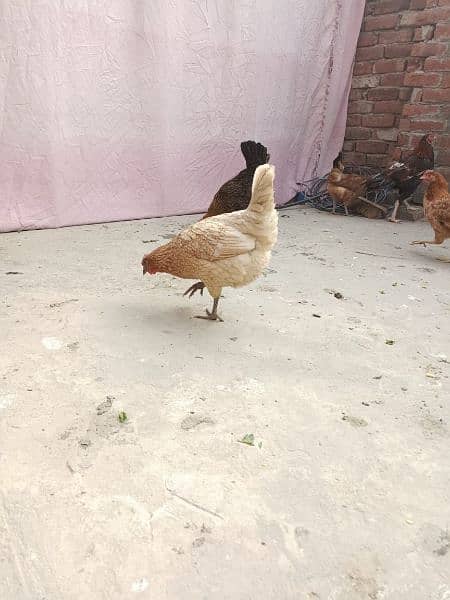 Golden Misri Hens| All hens are egg laying| 1500 per piece 1