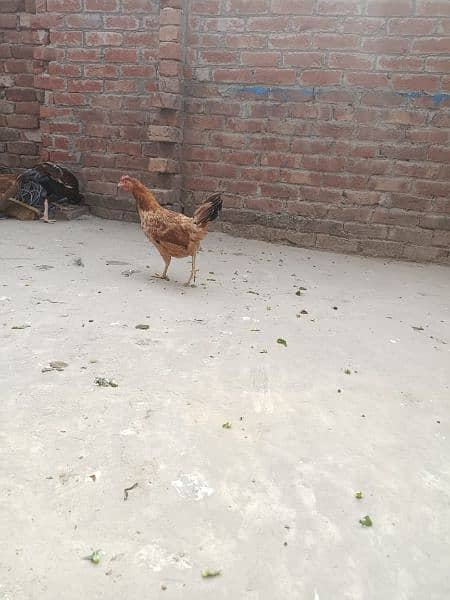 Golden Misri Hens| All hens are egg laying| 1500 per piece 2