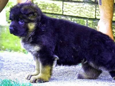 German shepherd long haired male puppy