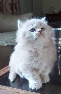 Persian triple coated kittens up for sale