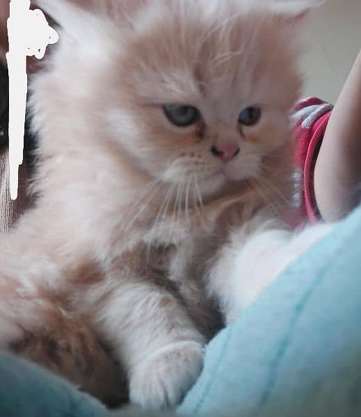Persian triple coated kittens up for sale 1