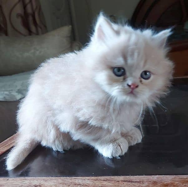 Persian triple coated kittens up for sale 2