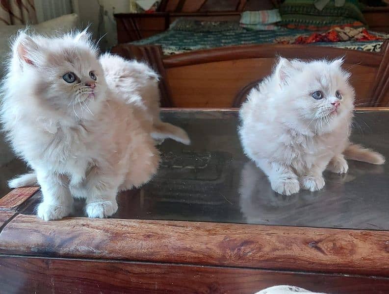 Persian triple coated kittens up for sale 3