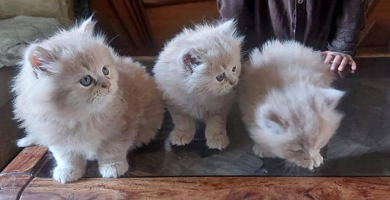Persian triple coated kittens up for sale 4