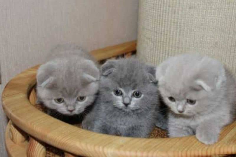 imported kitten Scottish Fold available 1