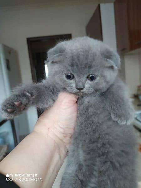 imported kitten Scottish Fold available 2