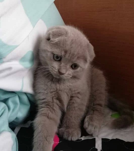 imported kitten Scottish Fold available 3