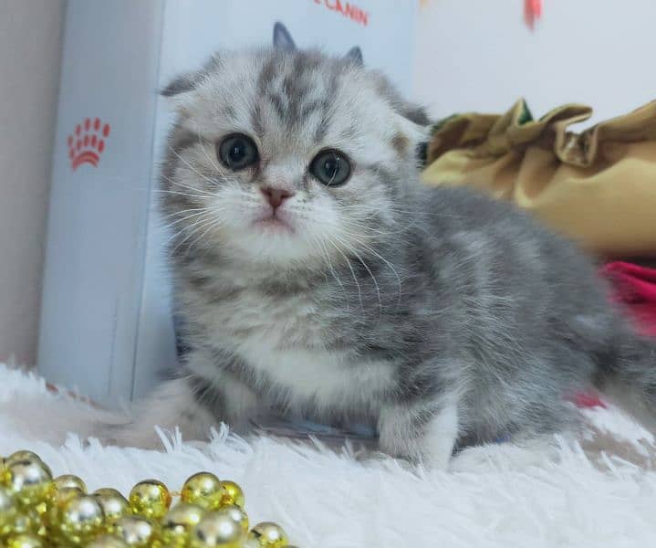 imported kitten Scottish Fold available 4