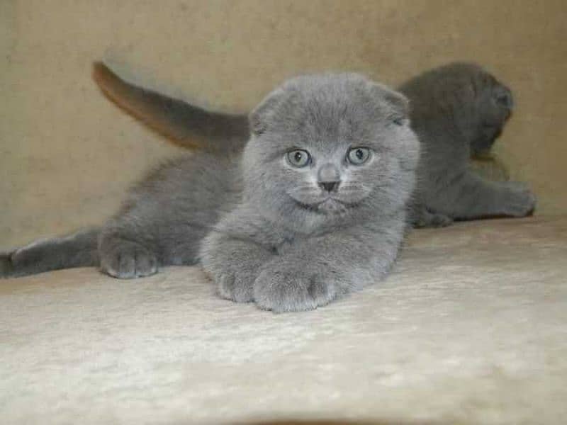 imported kitten Scottish Fold available 5