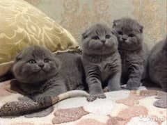 imported kitten Scottish Fold available