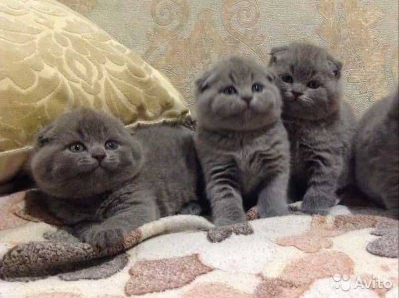 imported kitten Scottish Fold available 0