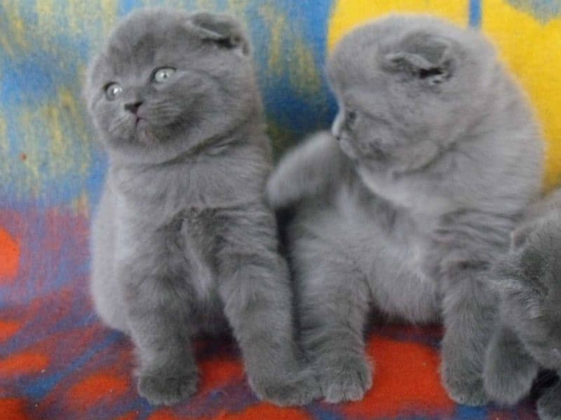 imported kitten Scottish Fold available 6