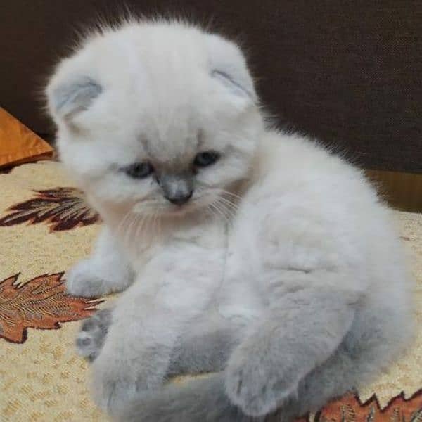 imported kitten Scottish Fold available 7