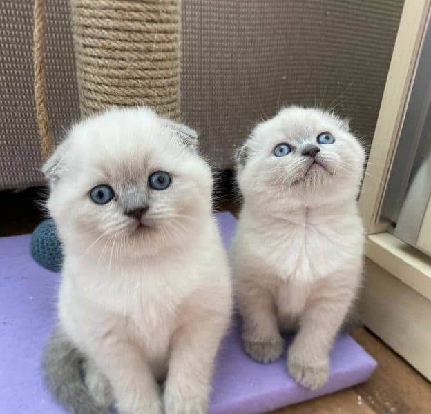 imported kitten Scottish Fold available 8