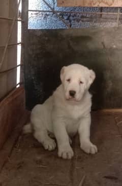 Alabai (Cao) puppies excellent quality