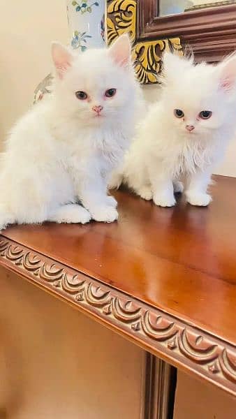 Persian Cat Available - Cats - 1064016315