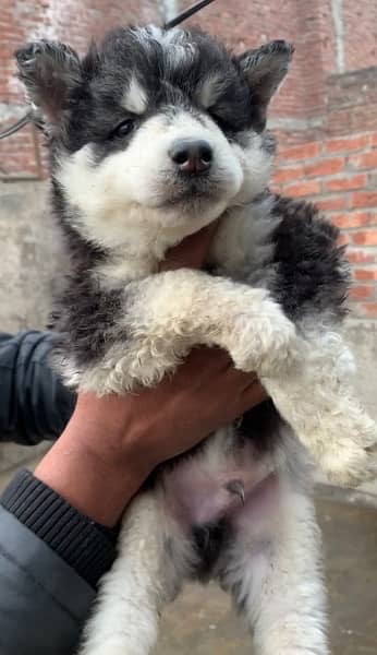 husky puppies woolly coat 1