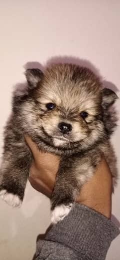 olx toy pom puppies for sale