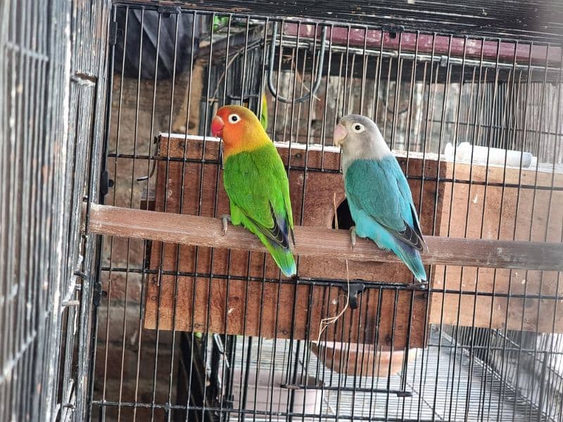 Lovebirds and Hogoromo Breeder pairs 1