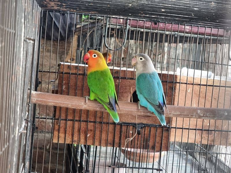 Lovebirds and Hogoromo Breeder pairs 5