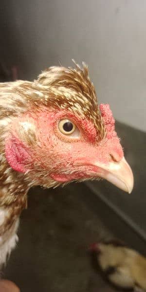 aseel murgi for sale