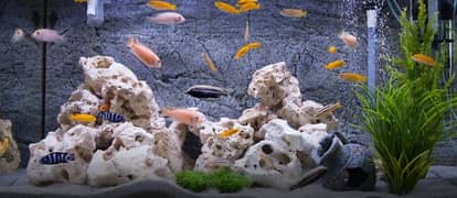 Aquarium Cleaning Service.