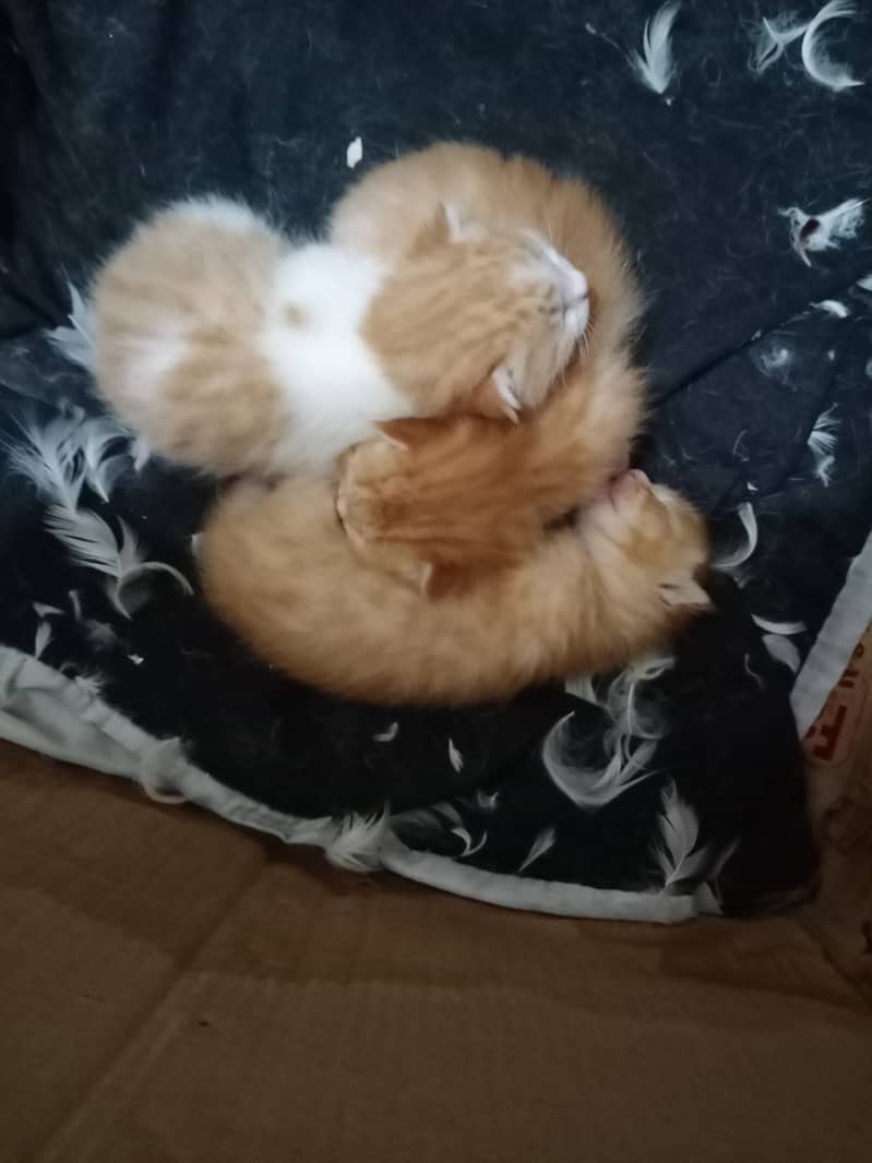 Very Fluffy Persian Breed Ginger Colour Male Cat Sale In Faisalabad 2