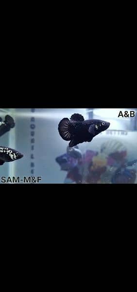 Betta Black Sumurai