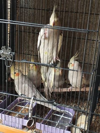 COCKATIEL looking for new shelter video link description main hai