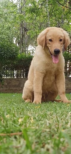 Golden Retriever in Pakistan, Free classifieds in Pakistan | OLX.com.pk