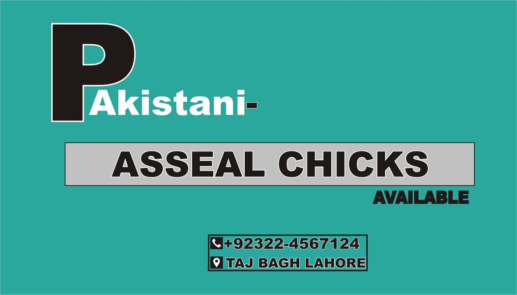 Pakistani asseal chicks 1