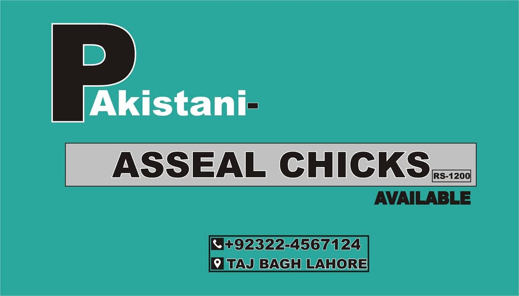 Pakistani asseal chicks 0